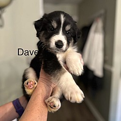 Photo of Dave