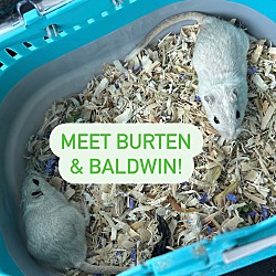 Thumbnail photo of Burten & Baldwin #1