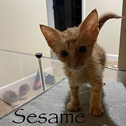 Thumbnail photo of Sesame #1