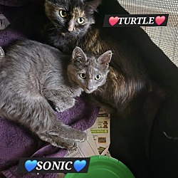 Thumbnail photo of TURTLE and SONIC #1