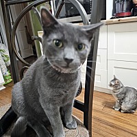 adopt a pet
