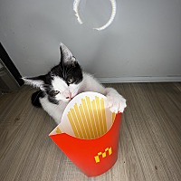 adopt a pet