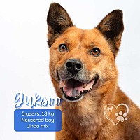 adopt a pet