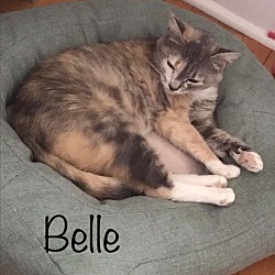 Thumbnail photo of Belle #1