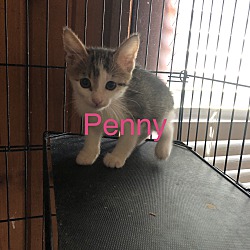 Photo of Penny