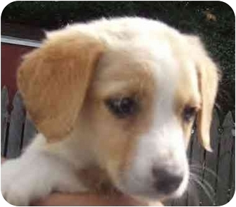 golden beagle puppies for sale