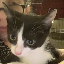 Thumbnail photo of Lily the Best Kitten #2
