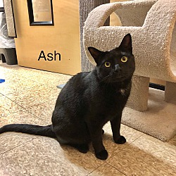 Thumbnail photo of Ash #1