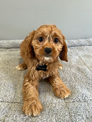 West Milford, NJ - Cavapoo. Meet Simon a Pet for Adoption - AdoptaPet.com