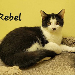 Thumbnail photo of Rebel #1