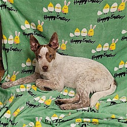 Thumbnail photo of Rainy Day Pups: Murk PENDING ADOPTION #2
