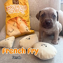 Thumbnail photo of French Fry #1