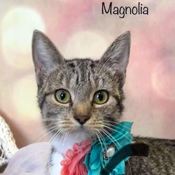 Thumbnail photo of Magnolia #1