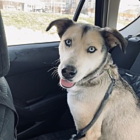 adopt a pet
