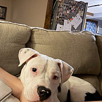 adopt a pet