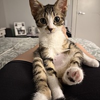 adopt a pet