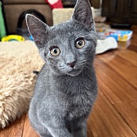 adopt a pet