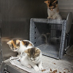 Thumbnail photo of Crater Kittens (5) #3