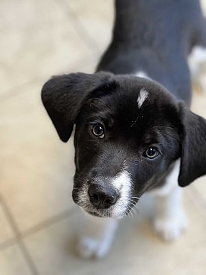 Sparta, NJ - Great Pyrenees/Pointer. Meet Marco a Pet for Adoption ...