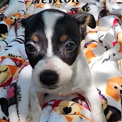 Thumbnail photo of Scientist Pups - Newton #1