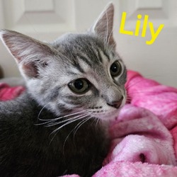 Thumbnail photo of Lily #2