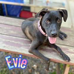 Thumbnail photo of Evie #1