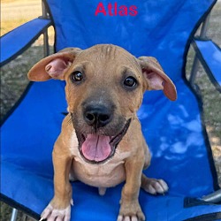 Thumbnail photo of Atlas #2