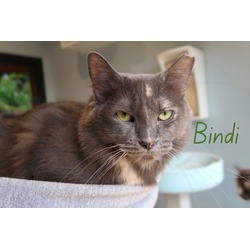 Thumbnail photo of Bindi #1