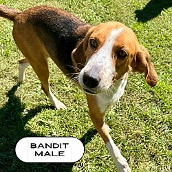 Thumbnail photo of Bandit #2