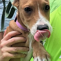 adopt a pet