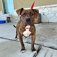 adopt a pet