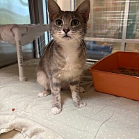 adopt a pet