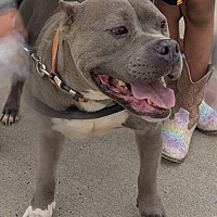 adopt a pet