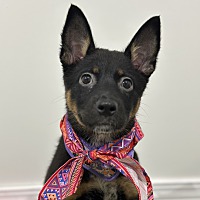 adopt a pet