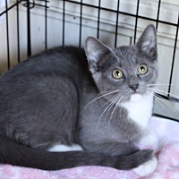 adopt-pet