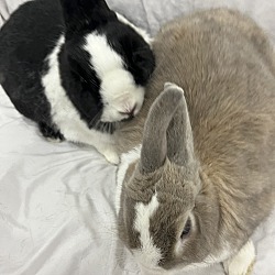 bonded pet photo