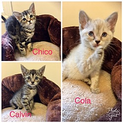 Thumbnail photo of Chico, Calvin and Cola #1
