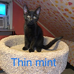 Photo of Thin Mint