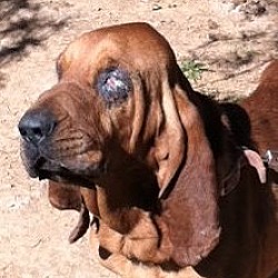 Thumbnail photo of Jake The Bloodhound #2