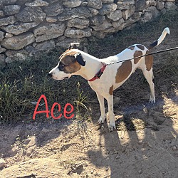 Thumbnail photo of Ace #4