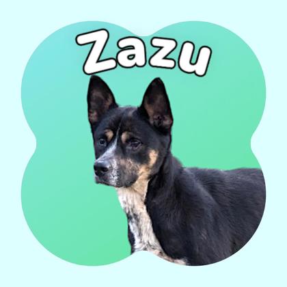 Photo of Zazu