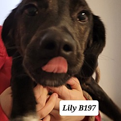 Photo of Lily B197