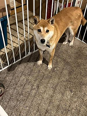 Jonesburg, MO - Shiba Inu. Meet Foxie Girl a Pet for Adoption ...