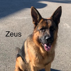 Thumbnail photo of Zeus #1