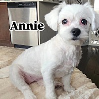 adopt-pet