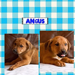 Thumbnail photo of Angus (POM dc) #1