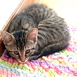 Thumbnail photo of Hope - 3 Legged Love Kitten #1