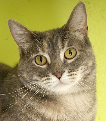 Chicago, IL - Domestic Shorthair. Meet Celeste a Pet for Adoption ...