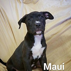 Photo of Maui