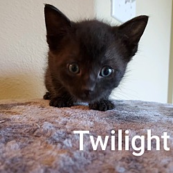 Photo of Twilight